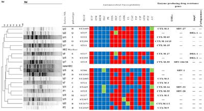 Molecular epidemiology and mechanism of Klebsiella pneumoniae resistance to ertapenem but not to other carbapenems in China